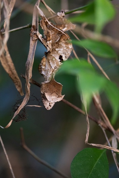 Uroplatus-phantasticus