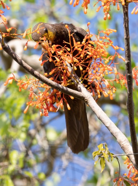 Coracopsis-vasa-Vasapapagei