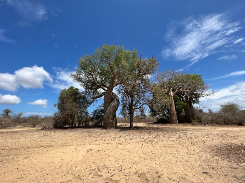 Baobab-verliebt-3