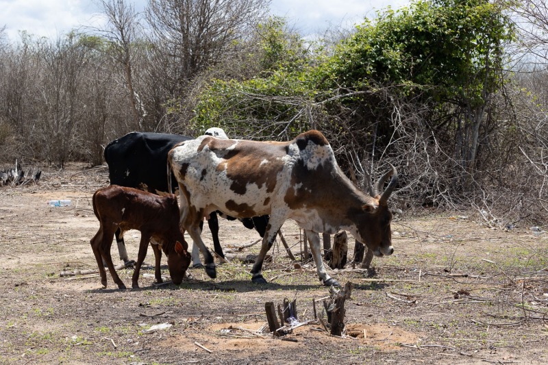 Zebu-Herde