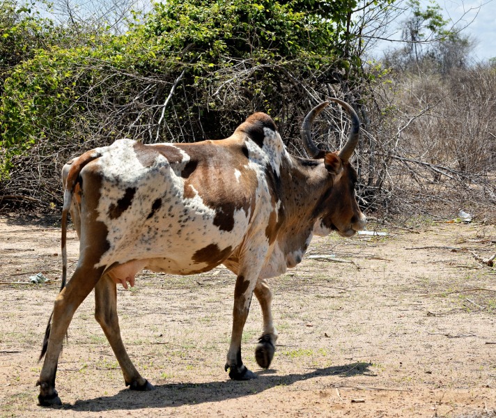 Zebu