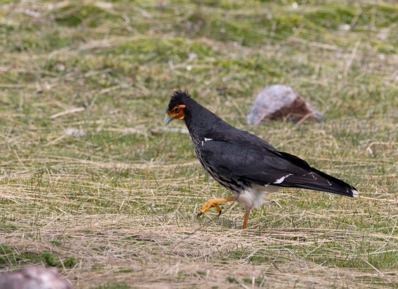 Caracara - Greifvogel