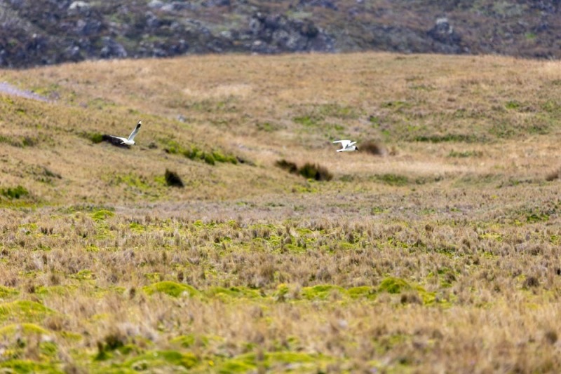 Chroicocephalus serranus - Andenmöve