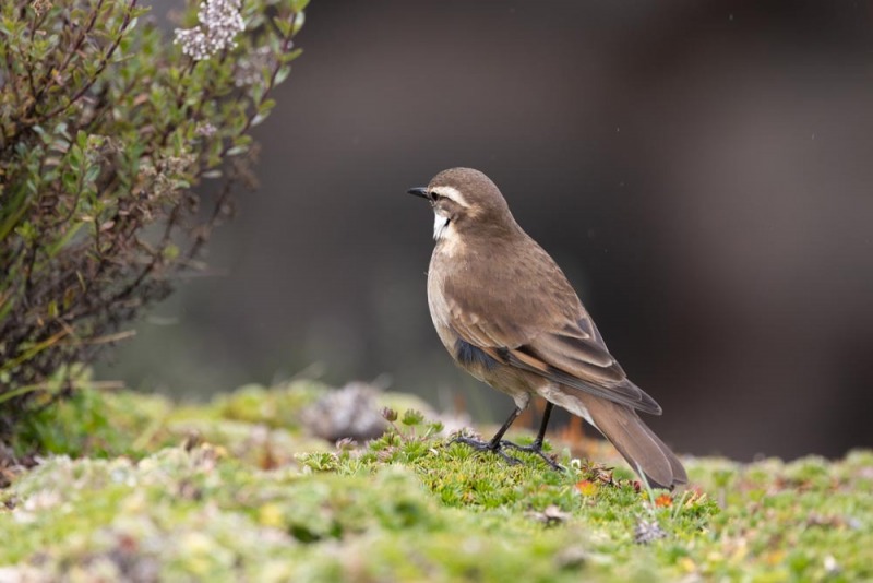 Cinclodes albidiventris