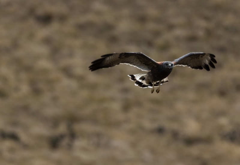 Rotrücken-Bussard