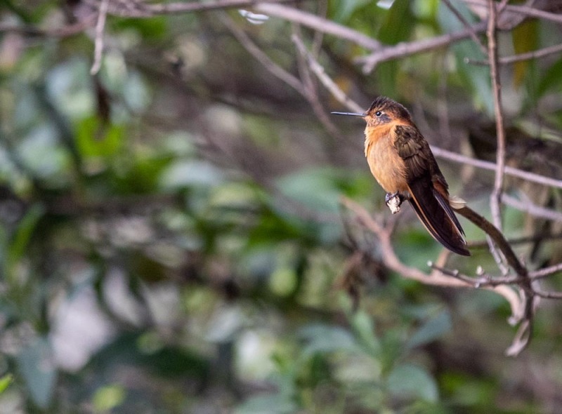 Rostroter Andenkolibri - Aglaeactis cupripennis