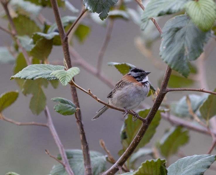 Zonotrichia capensis - Morgenammer