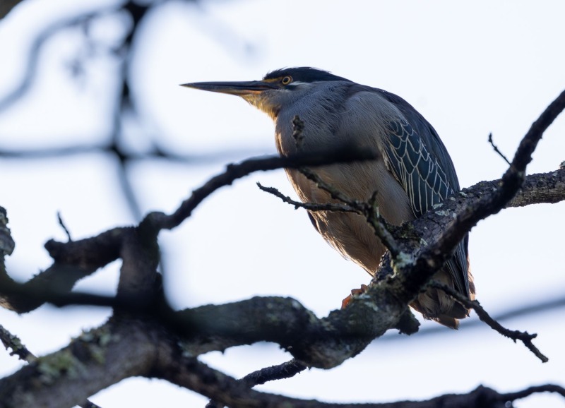 Butorides-striata-Mangrovereiher