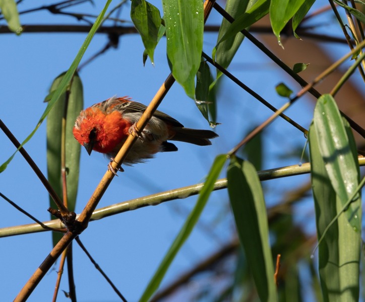 Foudia-madagascariensis-Madagaskarweber