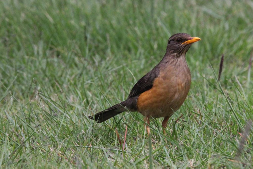 Amsel