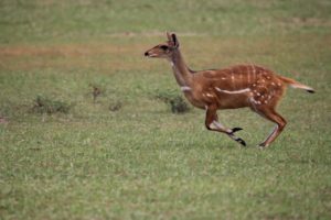 Antilope