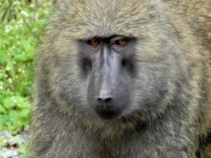 Baboon Pavian