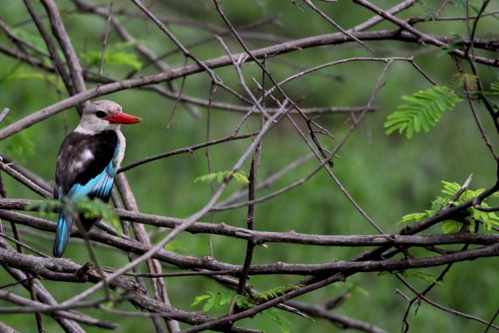 Blue Kingfisher