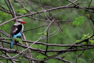 Blue Kingfisher