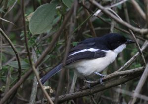 Boubouwürger (Laniarius aethiopicus)