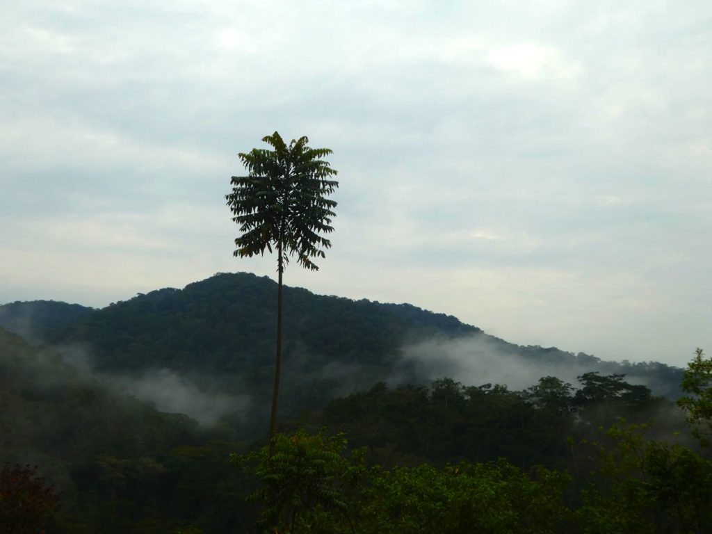 Bwindi Morgennebel