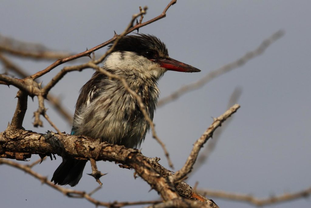 Eisvogel