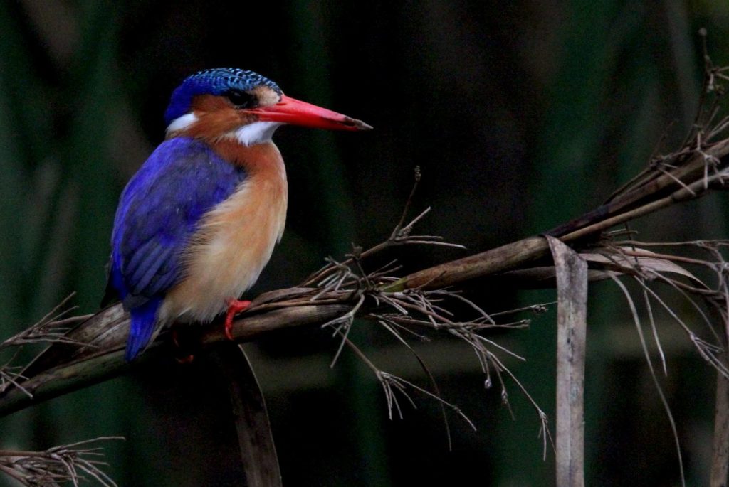 Eisvogel Malachit