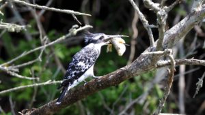 Eisvogel mit Fisch