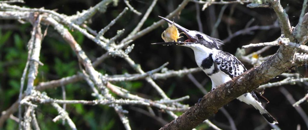 Eisvogel mit Fisch