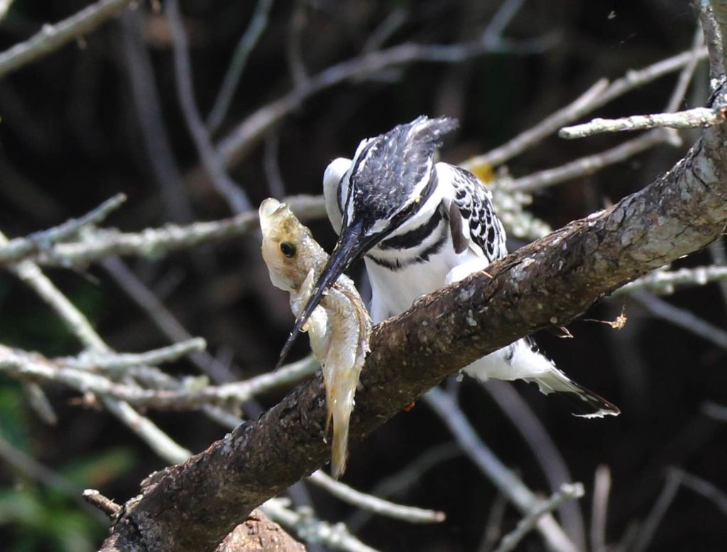 Eisvogel mit Fisch