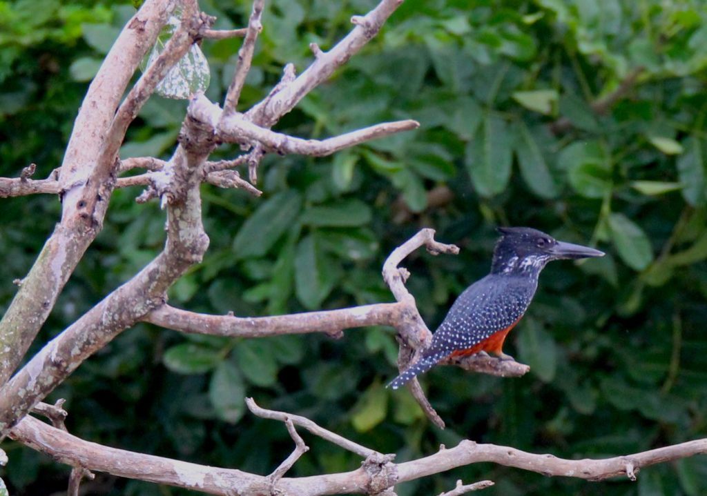 Eisvogel