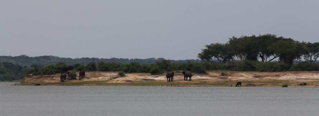 Elefanten Kazinga Kanal