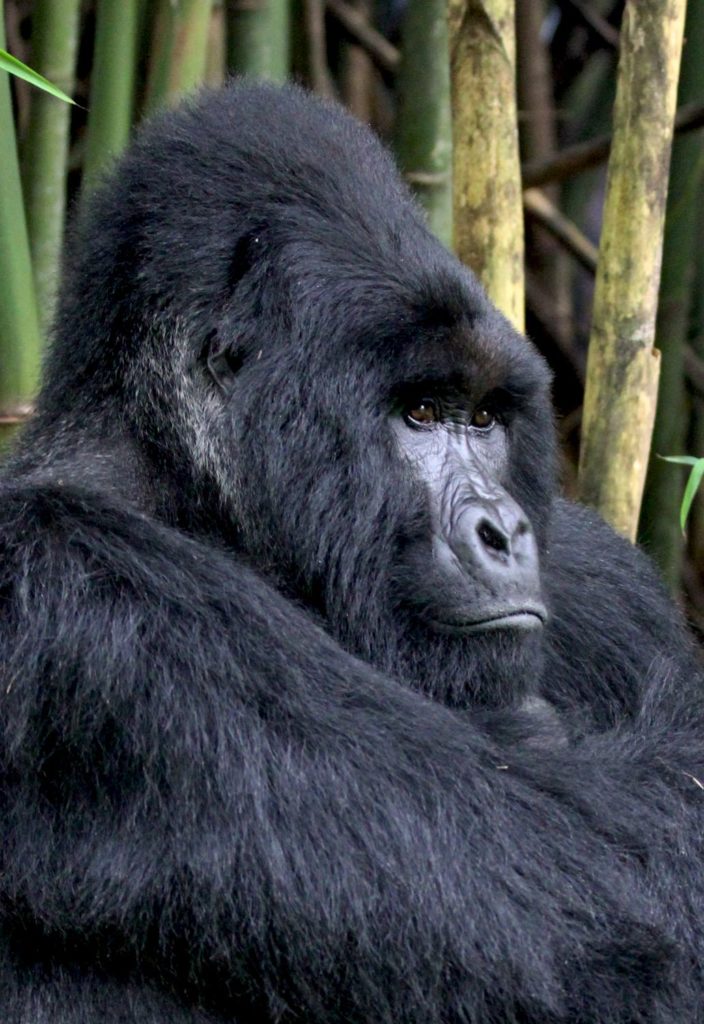 Gorilla