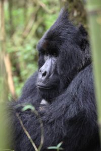 Gorilla