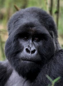 Gorilla