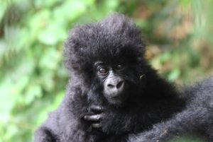 Gorilla Baby