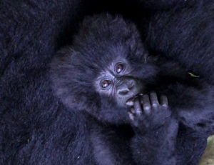 Gorilla Baby