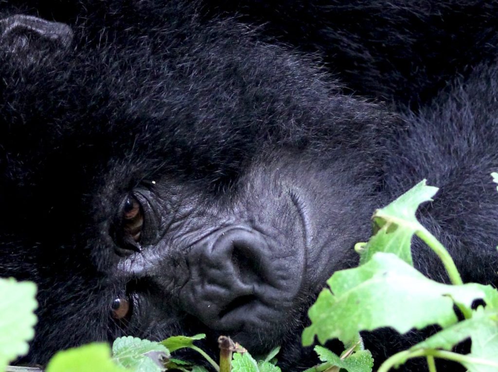 Gorilla Portrait