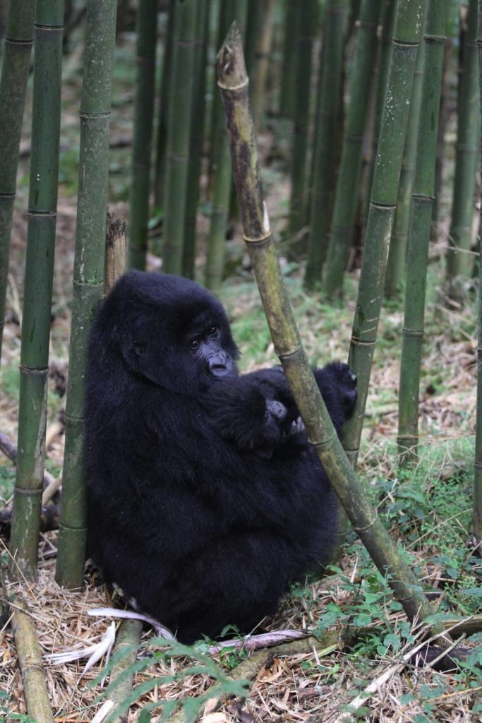 Gorilla mit Baby