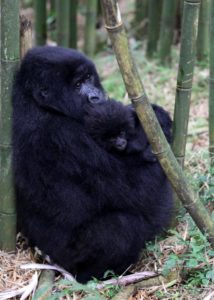 Gorilla mit Baby