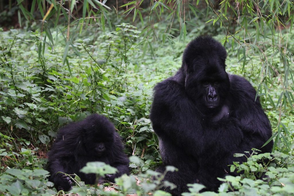 Gorilla mit Junior