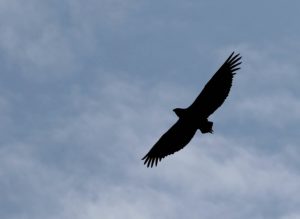 Greifvogel im Gegenlicht