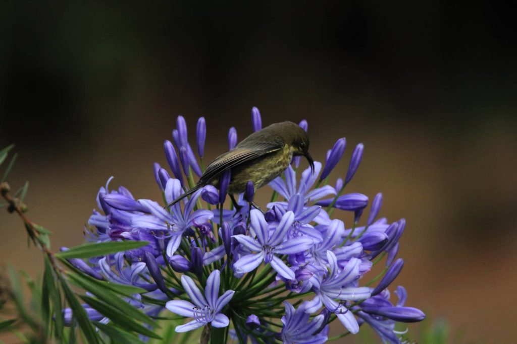 Honigsauger Weibchen