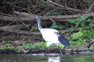 Ibis