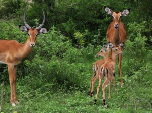 Impala Familie