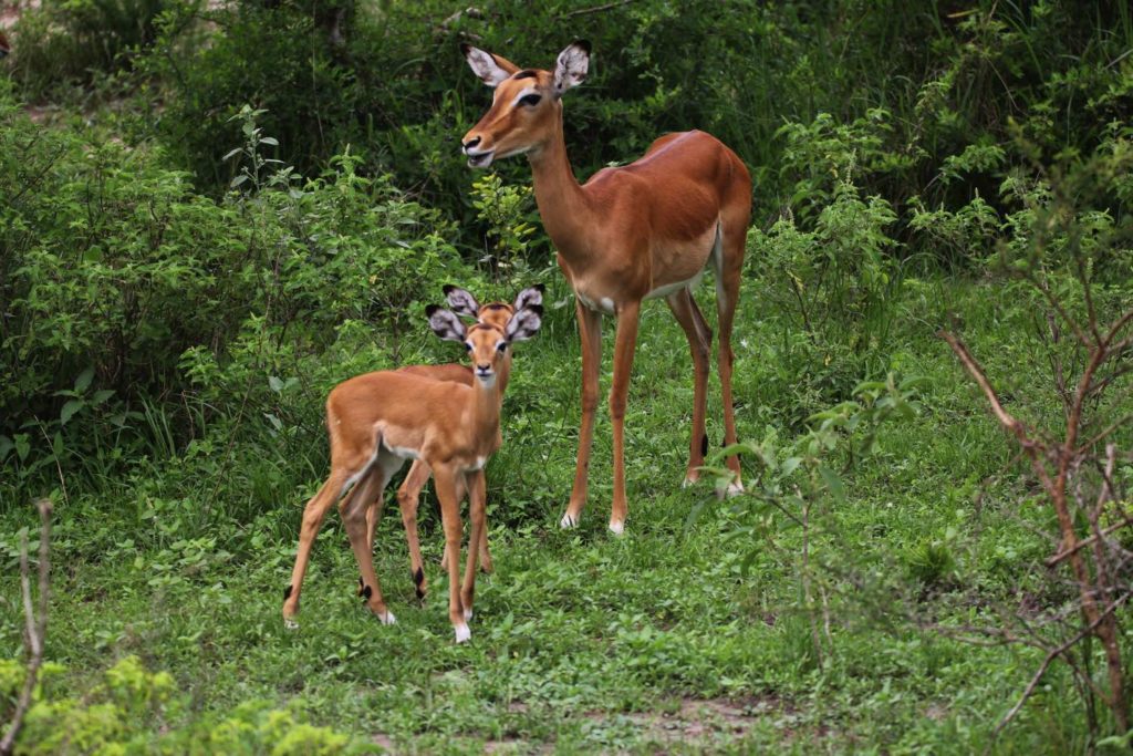 Impala mit Zwillingen