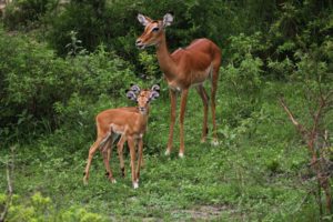 Impala mit Zwillingen