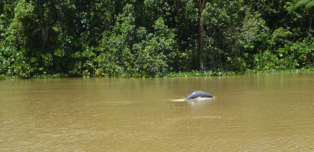 JBL Venezuela Flussdelphin