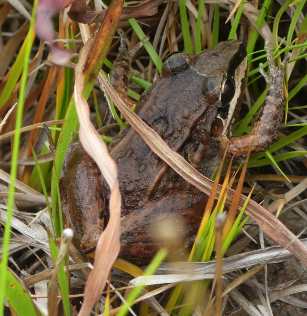 JBL Venezuela Frosch