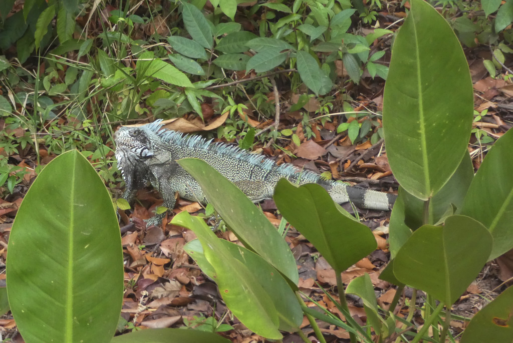 JBL Venezuela - Leguan