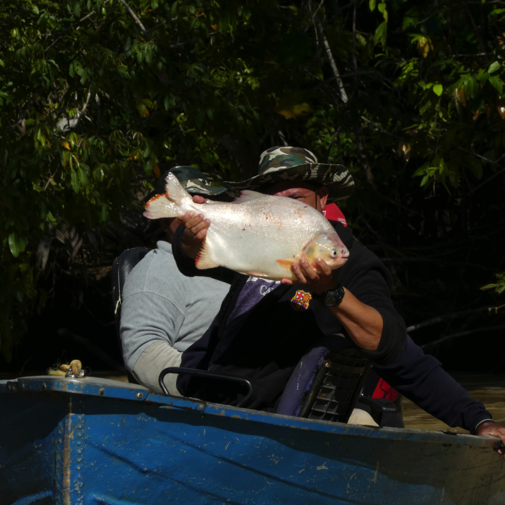 JBL Venezuela Piranha