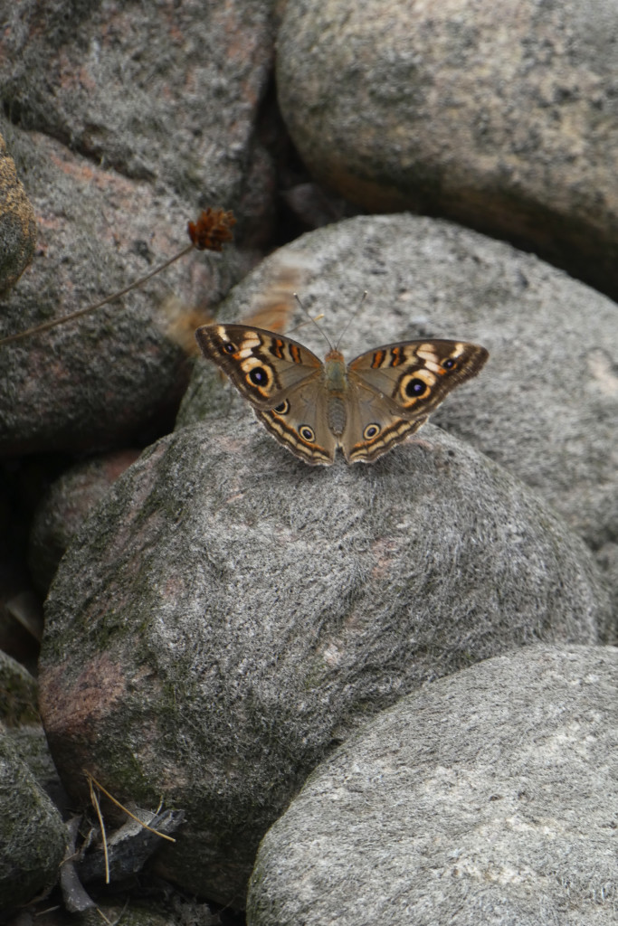 JBL Venezuela Schmetterling