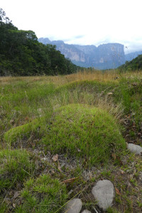 JBL Venezuela Tag 7