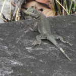 JBL Venezuela Tropidurus hispidus