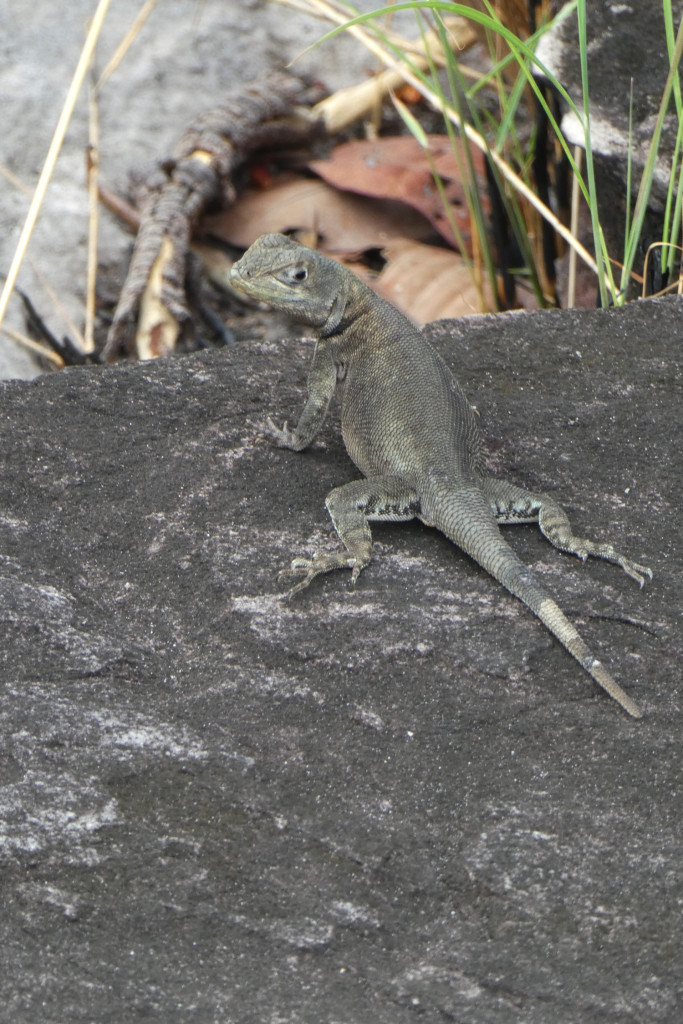 JBL Venezuela Tropidurus hispidus